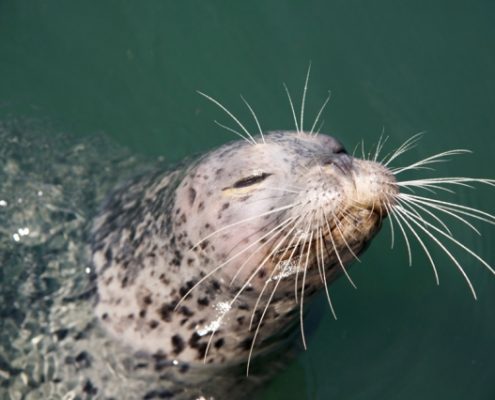 Harbor seal with prominent whiskers