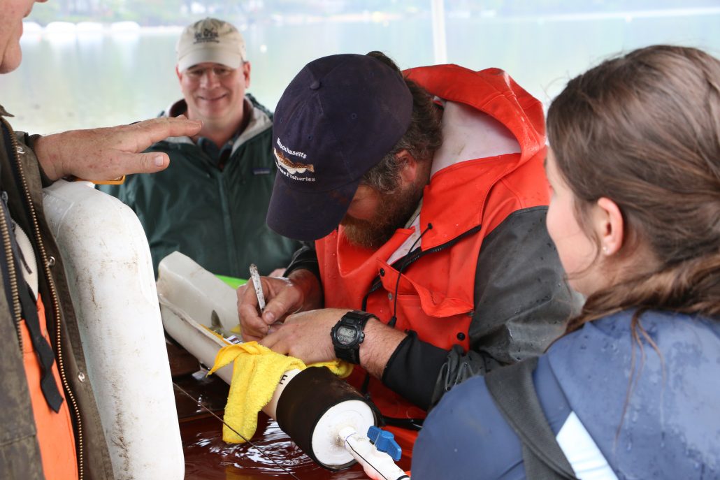 Four people surround a fish operation setup as a MA DMF worker performs surgery to tag a fish