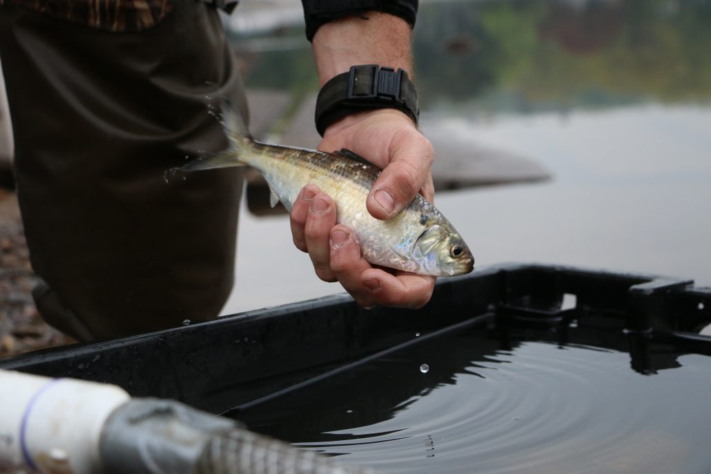 River herring being held above a holding tank