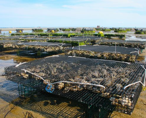 Oyster farm with many wire enclosures on flat wet sand