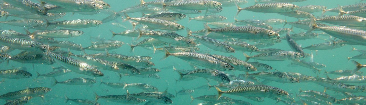 A school of over 100 fish in light blue teal water