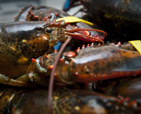 American lobster with both claws banded