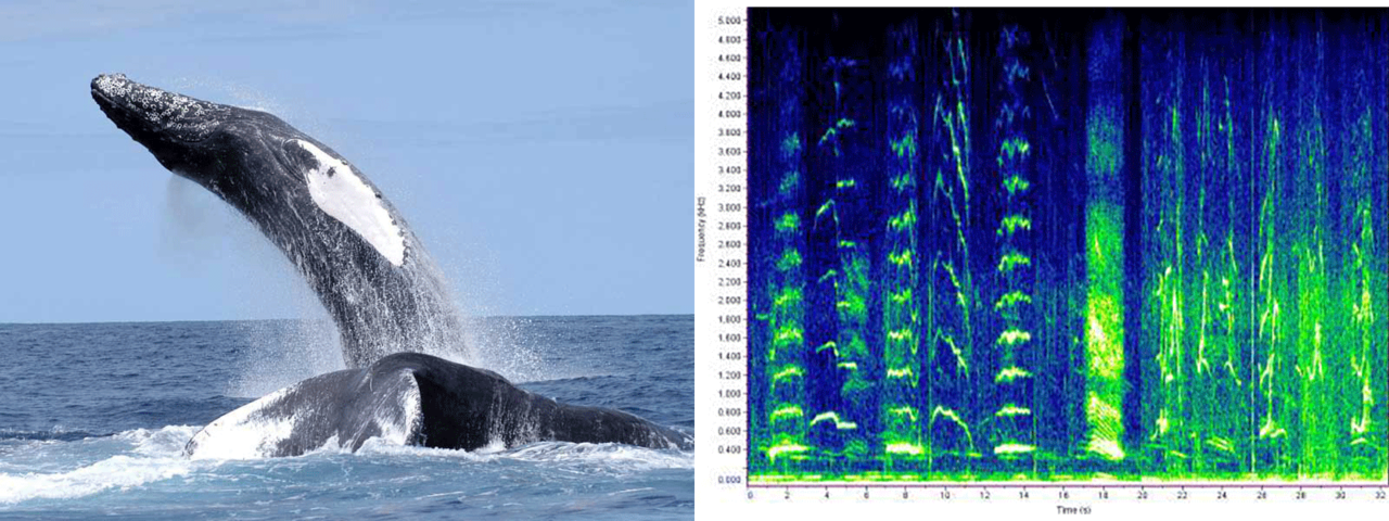 A humpback whale breaches alongside an overlaid audio spectrogram