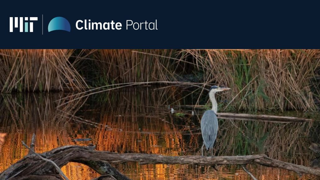 A heron in a marshy area with the MIT Climate Portal logo