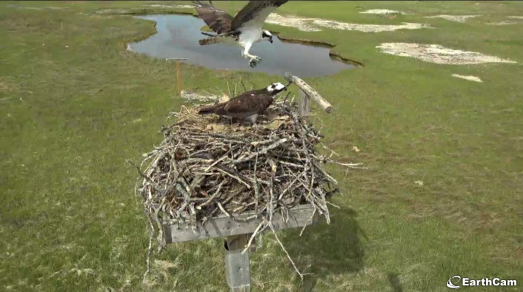 Screenshot of a live cam showing an osprey flying to its nest at a wetland