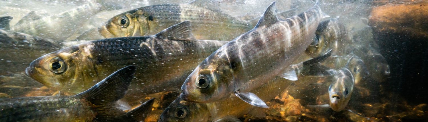 River herring migrating up a river (Photo: Tim Briggs)