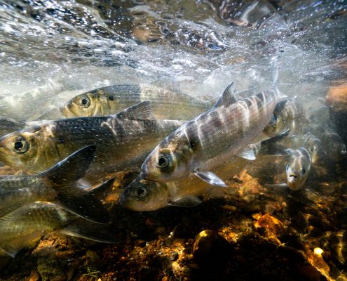 River herring migrating up a river (Photo: Tim Briggs)