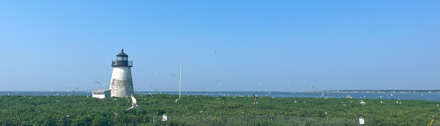 A lighthouse and sea birds on a Massachusetts coast. Photo by Sarah Guitart