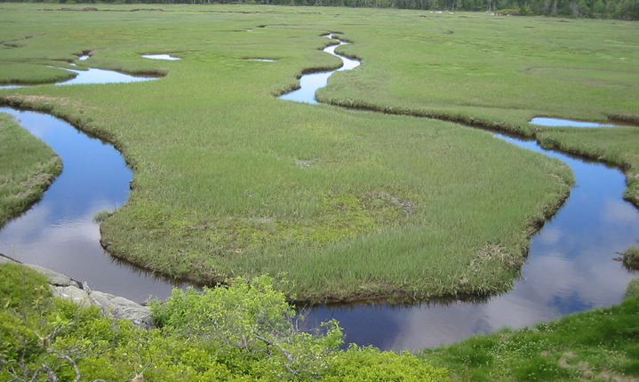 A salt marsh