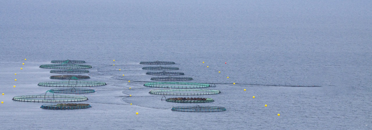 Aerial view of offshore aquaculture cages