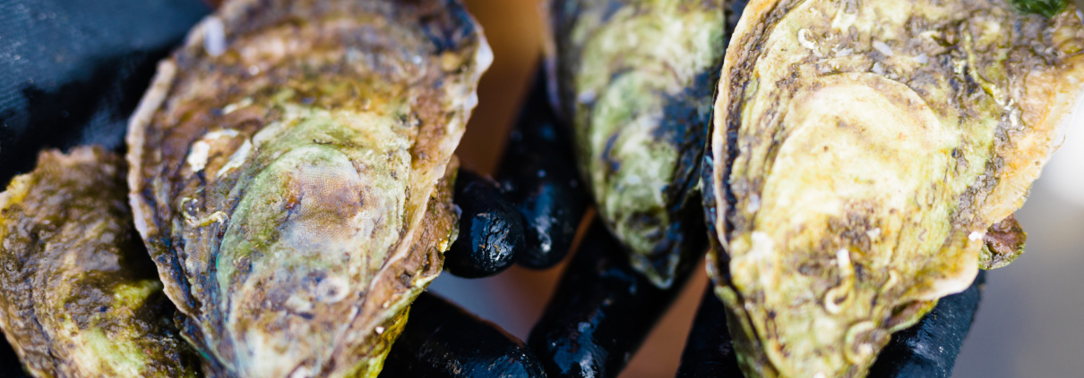 Aquaculturist holding oysters (Photo: North Carolina Sea Grant)