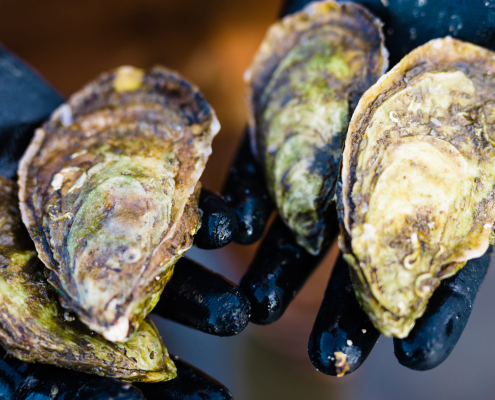 Aquaculturist holding oysters (Photo: North Carolina Sea Grant)