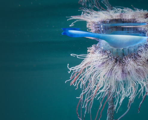 A jellyfish floating in the ocean just under the surface