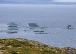 An ocean aquaculture site with circular fish pens in Norway. Image credit: Tapani Hellman