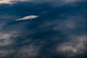 A dead fish floating on the surface of water